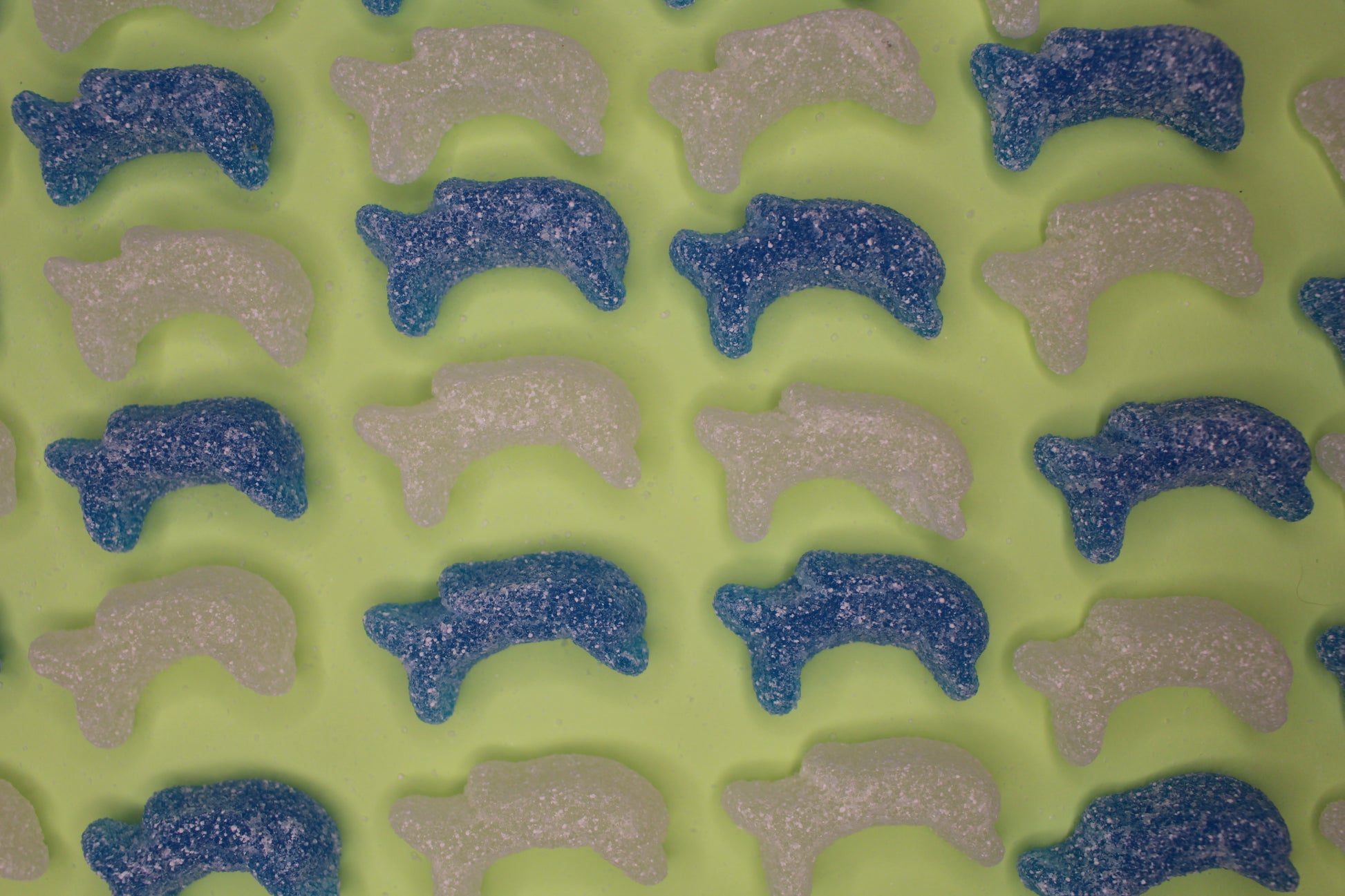 Fizzy Baby Dolphins